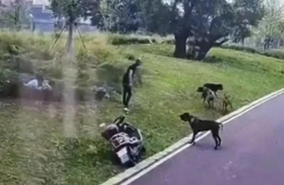 江西赣州狗咬人事件_新闻：狗咬人_章贡区滨江公园犬只伤人案件