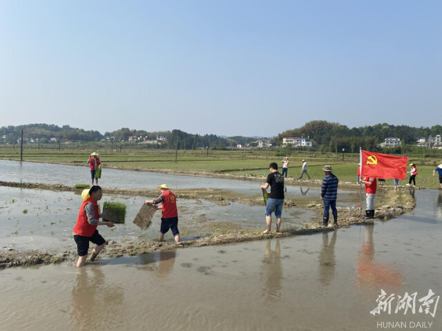 湘乡市白田镇“助农先锋队”：田间地头助农抛秧