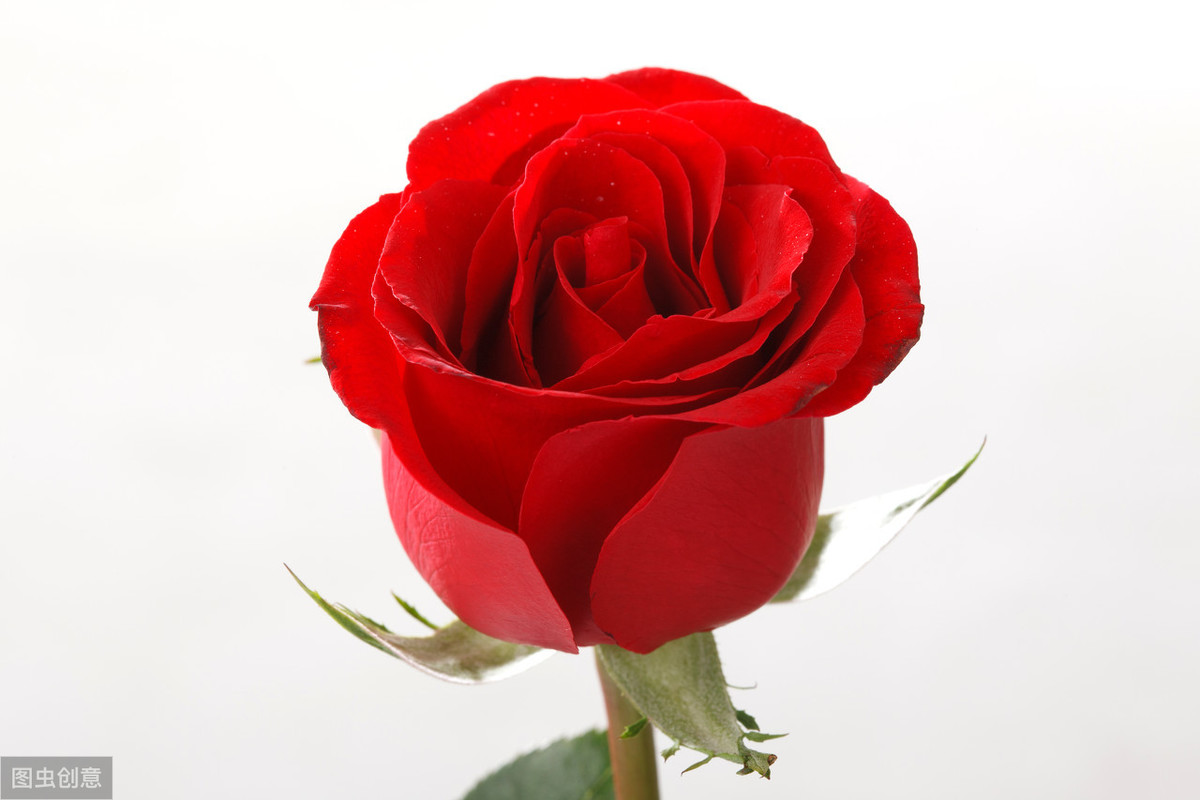 你最喜欢什么颜色的玫瑰测你跟TA的缘分配对指数_情侣测试_心理测试你跟TA的缘分配对指数