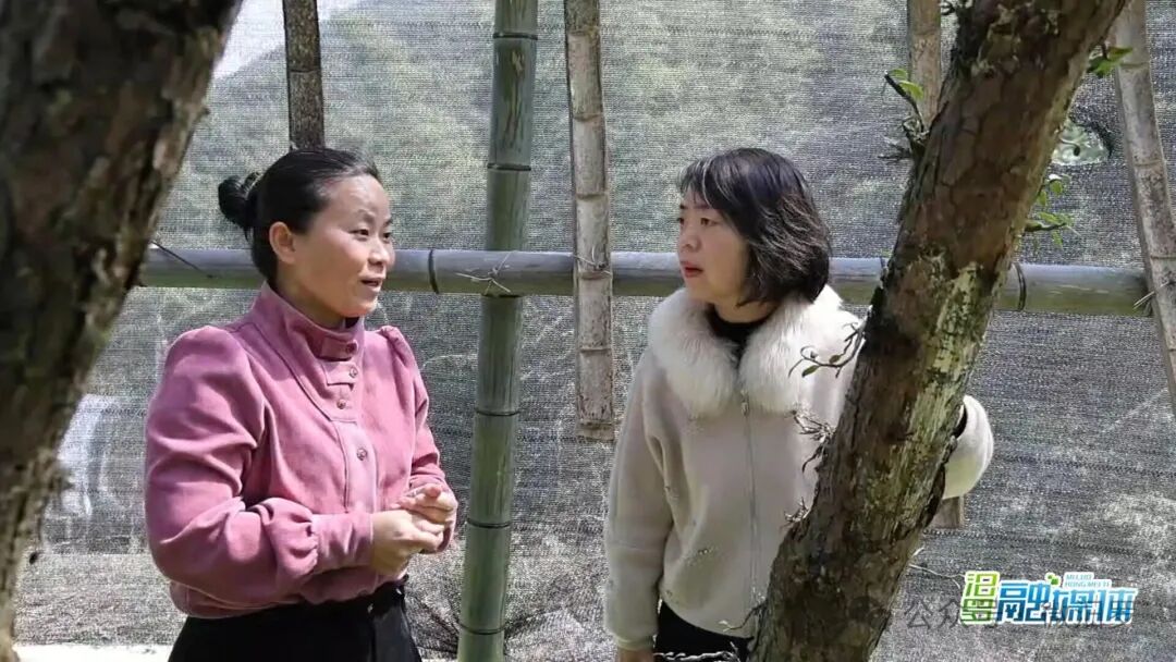 石斛月饼制作过程_铁皮石斛月饼健康功效_关于石斛的新闻