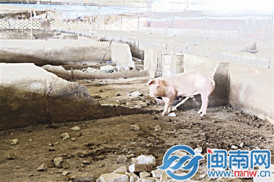 猪圈隔栏遭强拆 猪群大乱