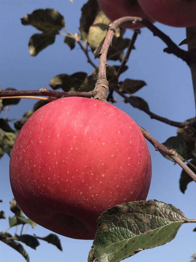 咸阳乾县食品安全示范县创建_咸阳乾县新时代媒体采访活动_乾县新闻论坛