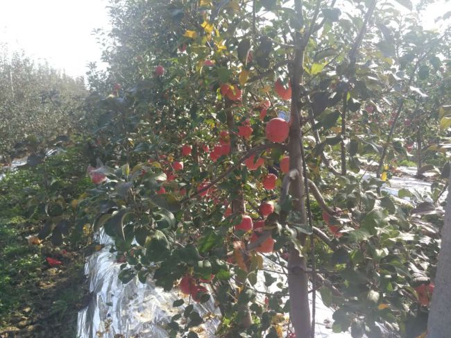 乾县新闻论坛_咸阳乾县新时代媒体采访活动_咸阳乾县食品安全示范县创建