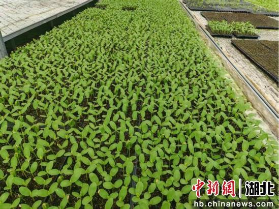 宣恩县耕地保护_宣恩县耕地恢复行动_宣恩新闻规划