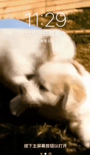 动态视频桌面_火萤_免费动态桌面_最新的手机动态墙纸