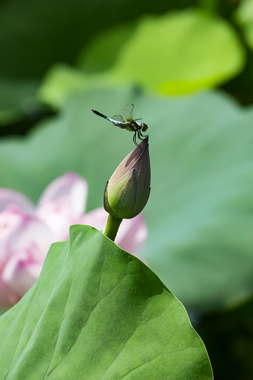 尼康 金圈镜头_尼康D850性能表现_尼康D850高感光度拍摄体验