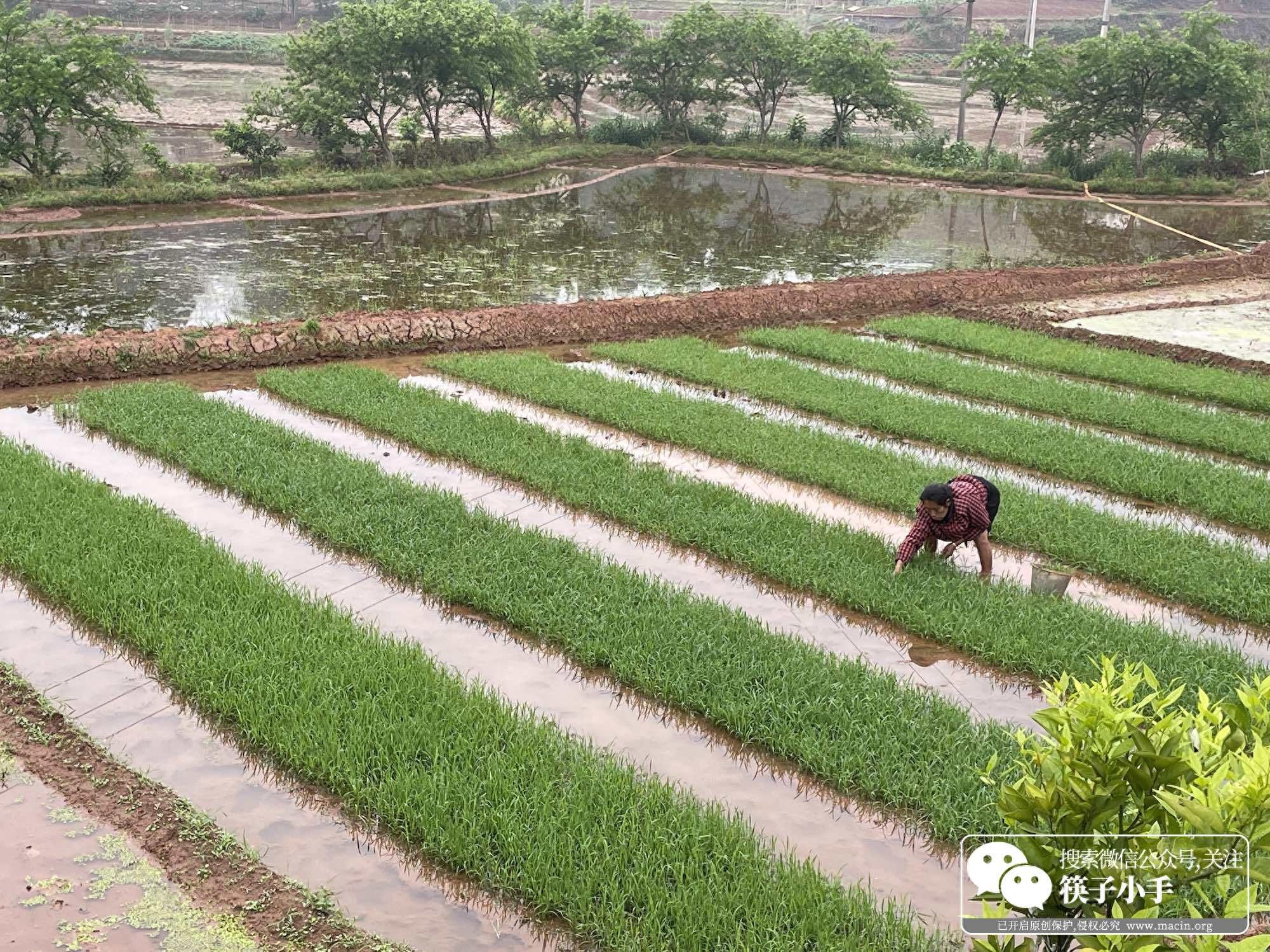 野外BBQ：老少咸宜的“家家酒”