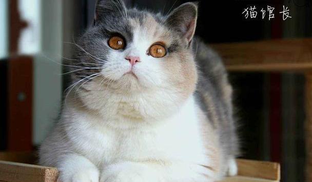 杰瑞鼠是什么品种_汤姆猫和杰瑞鼠品种_fc汤姆和杰瑞