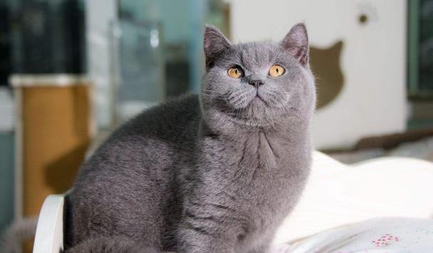 汤姆猫和杰瑞鼠品种_fc汤姆和杰瑞_杰瑞鼠是什么品种