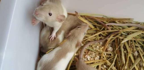 fc汤姆和杰瑞_汤姆猫和杰瑞鼠品种_杰瑞鼠是什么品种