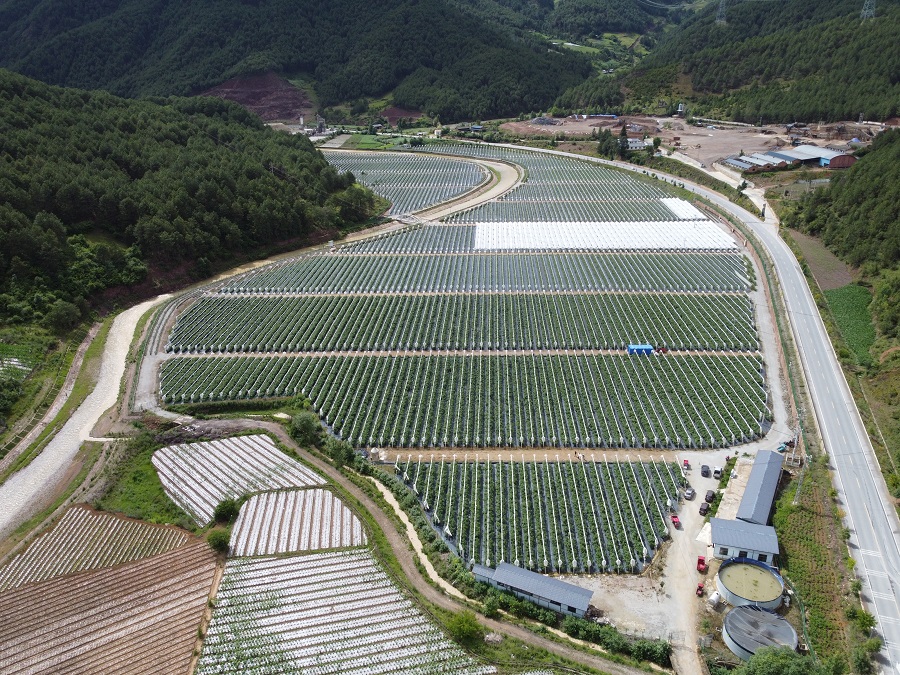 云南怒江兰坪县：小浆果撬动大产业 高原特色农业发展助振兴