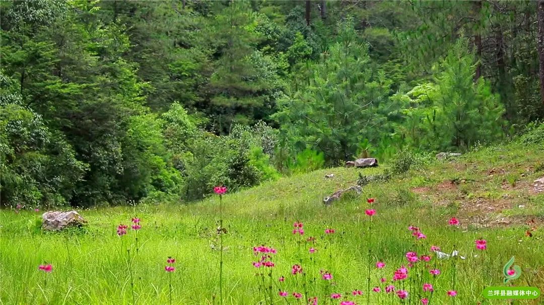 云南怒江兰坪县新闻_兰坪县生态文明建设_兰坪县野生菌绿色产业
