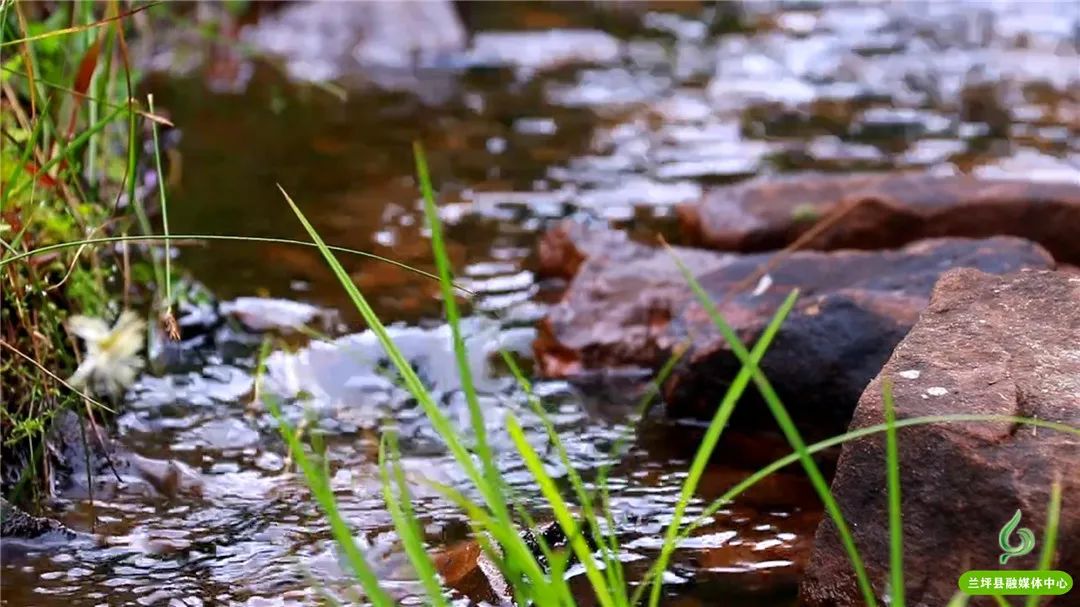 兰坪县野生菌绿色产业_云南怒江兰坪县新闻_兰坪县生态文明建设