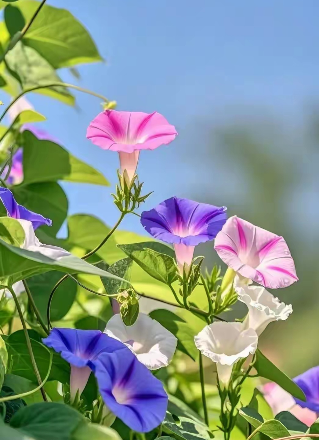 男人情感需求分析_男人的苦和累经典语句_男人心理需求