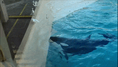 搞笑新闻动态图片_搞笑的生活场景_可爱宠物的有趣瞬间