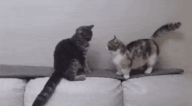 搞笑新闻动态图片_可爱宠物的有趣瞬间_搞笑的生活场景