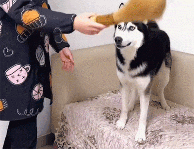 可爱宠物的有趣瞬间_搞笑的生活场景_搞笑新闻动态图片