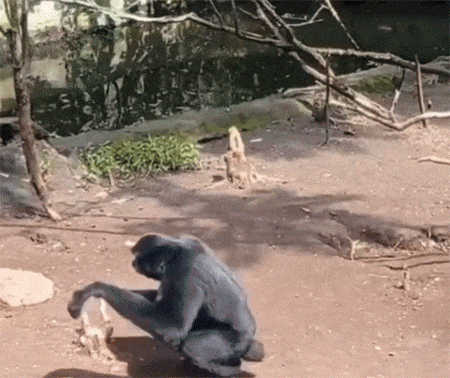 可爱宠物的有趣瞬间_搞笑的生活场景_搞笑新闻动态图片