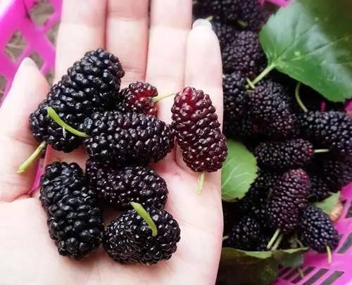 怀旧零食高粱芝麻酥_小时候吃的零食_70后80后童年零食回忆