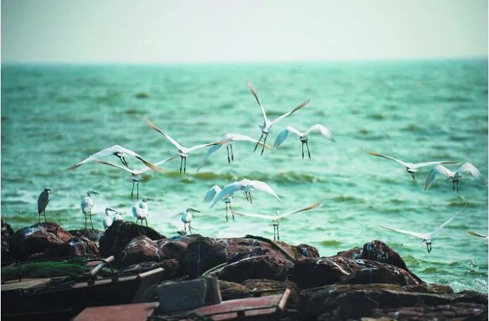 巢湖国家生态文明先行示范区_环巢湖生态保护与修复工程_合肥巢湖新闻