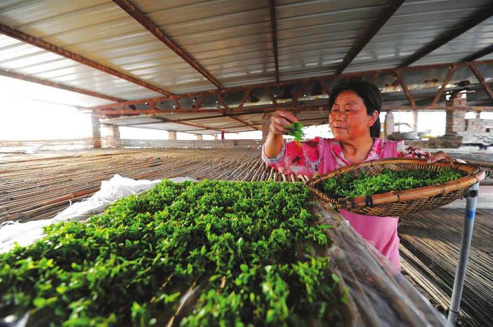 山西茶叶新闻_山西药茶制作工艺_山西药茶产业发展