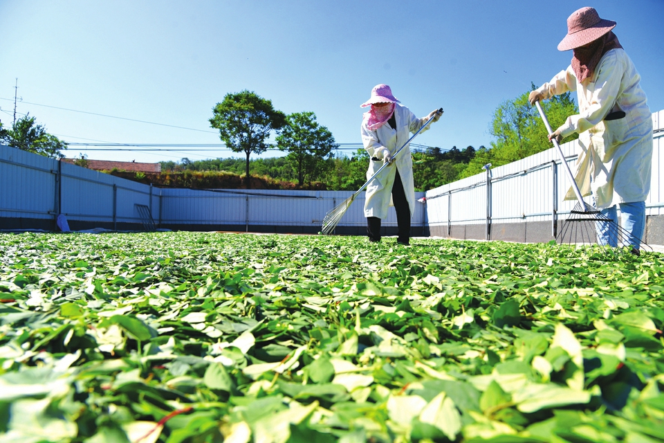 山西药茶产业发展_山西药茶制作工艺_山西茶叶新闻