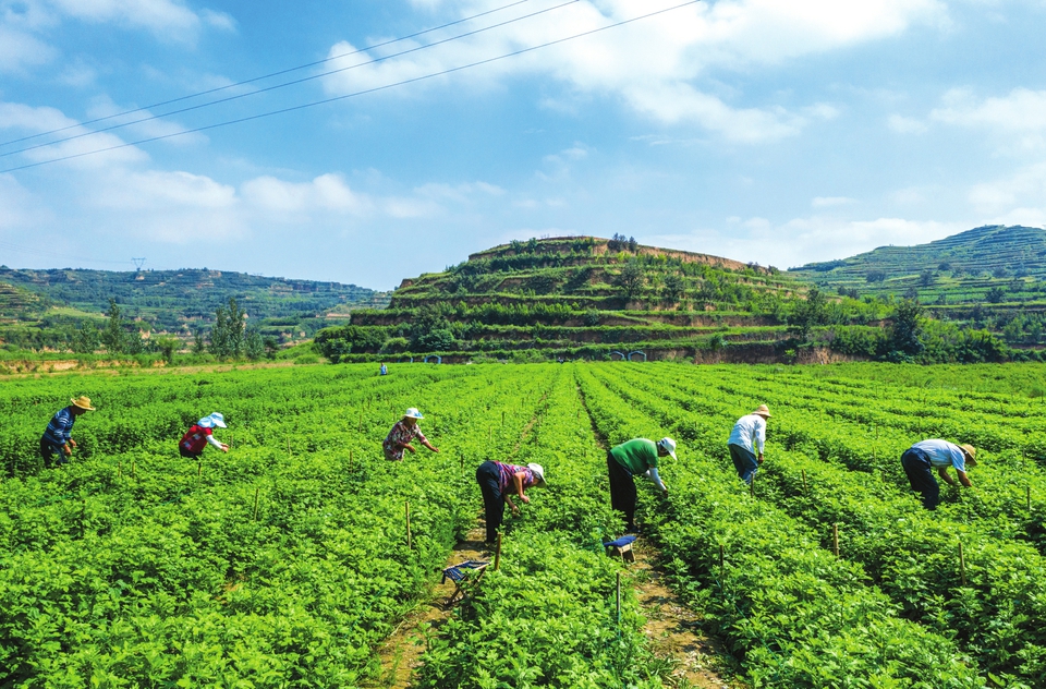 山西茶叶新闻_山西药茶产业发展_山西药茶制作工艺