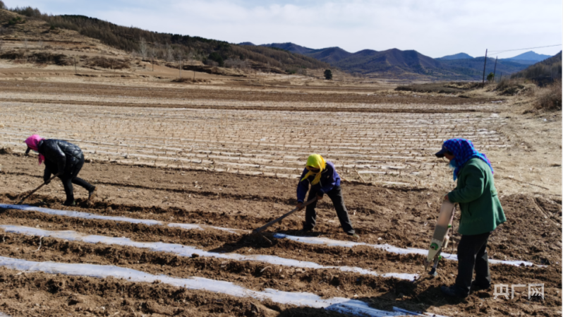 河北省农科院新玉米种子_承德隆化新闻_承德市春耕生产