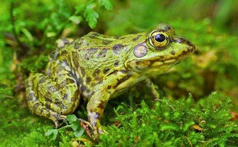 《青蛙军团爱地球》读后感