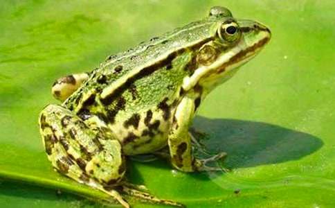 《青蛙军团爱地球》读后感