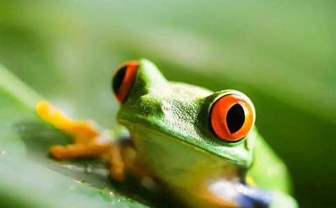 《青蛙军团爱地球》读后感