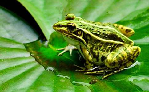 《青蛙军团爱地球》读后感800字