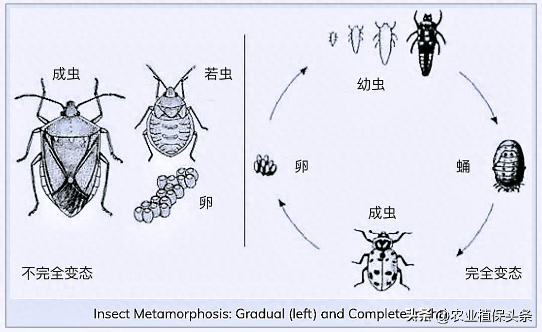 肩星天牛吃什么_肩星天牛多少钱_光肩星天牛