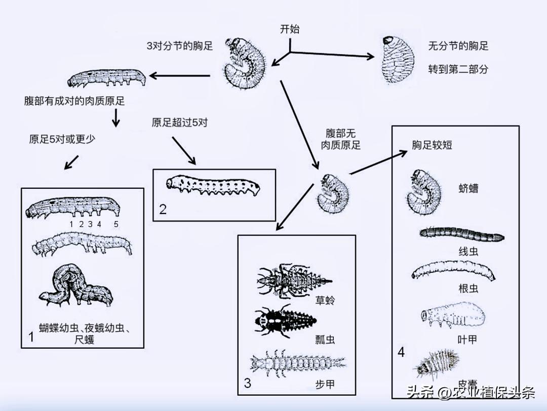 肩星天牛多少钱_光肩星天牛_肩星天牛吃什么