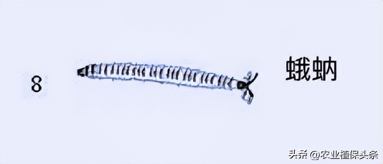 肩星天牛多少钱_光肩星天牛_肩星天牛吃什么