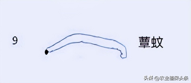 肩星天牛多少钱_光肩星天牛_肩星天牛吃什么