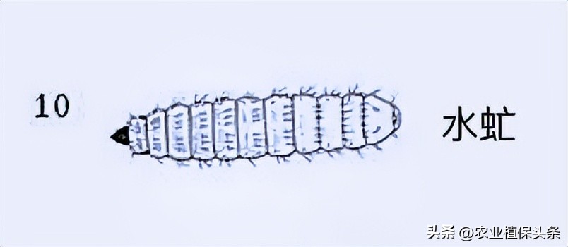 肩星天牛吃什么_光肩星天牛_肩星天牛多少钱