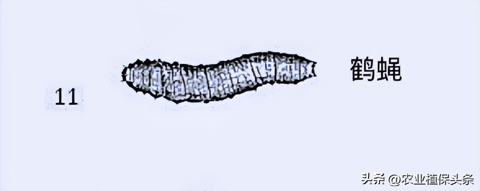 肩星天牛吃什么_肩星天牛多少钱_光肩星天牛