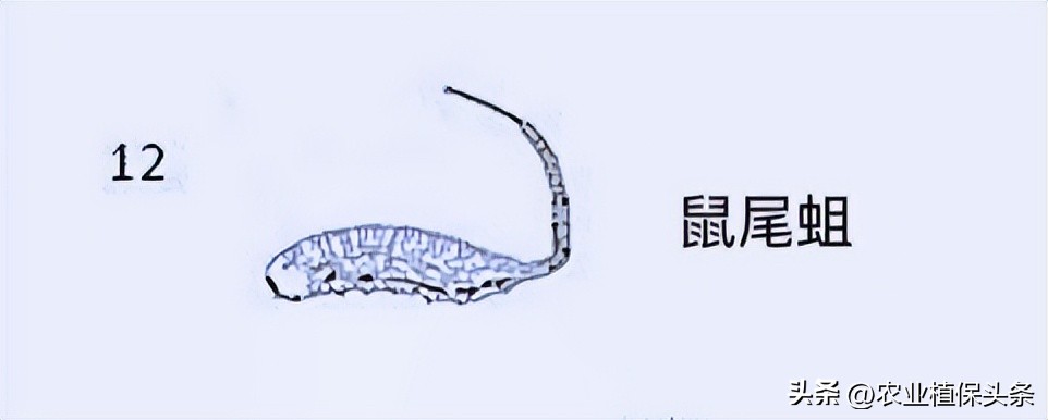 肩星天牛吃什么_光肩星天牛_肩星天牛多少钱