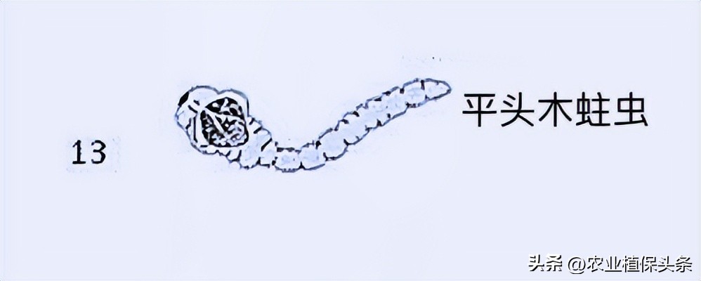 肩星天牛多少钱_肩星天牛吃什么_光肩星天牛
