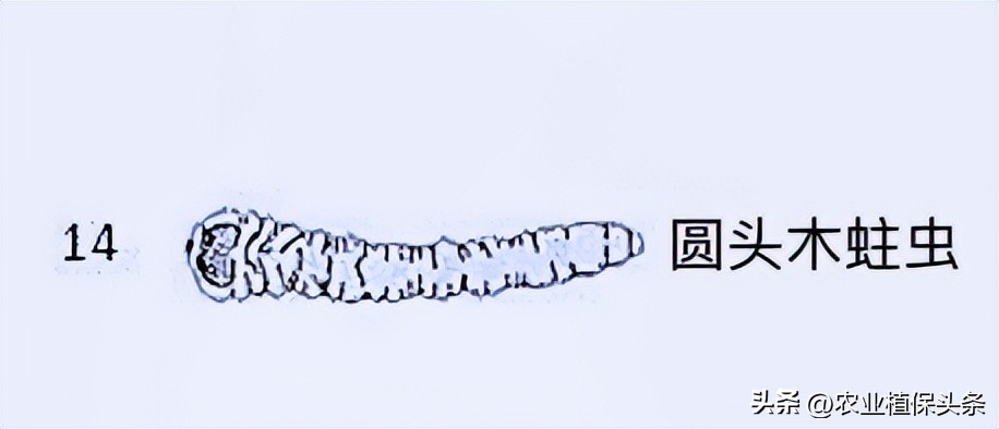 肩星天牛多少钱_肩星天牛吃什么_光肩星天牛