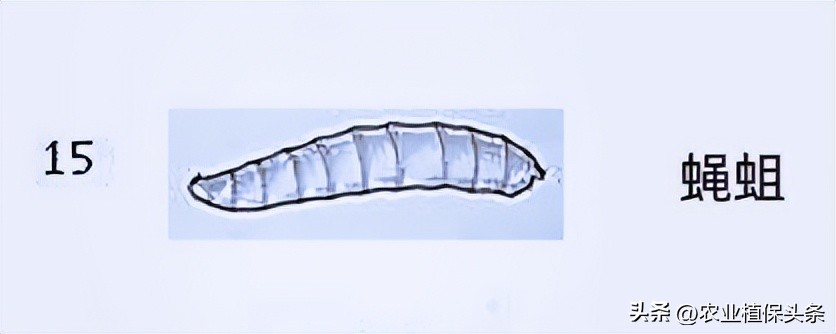 肩星天牛吃什么_光肩星天牛_肩星天牛多少钱