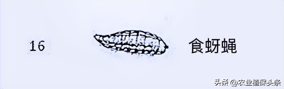 肩星天牛吃什么_光肩星天牛_肩星天牛多少钱