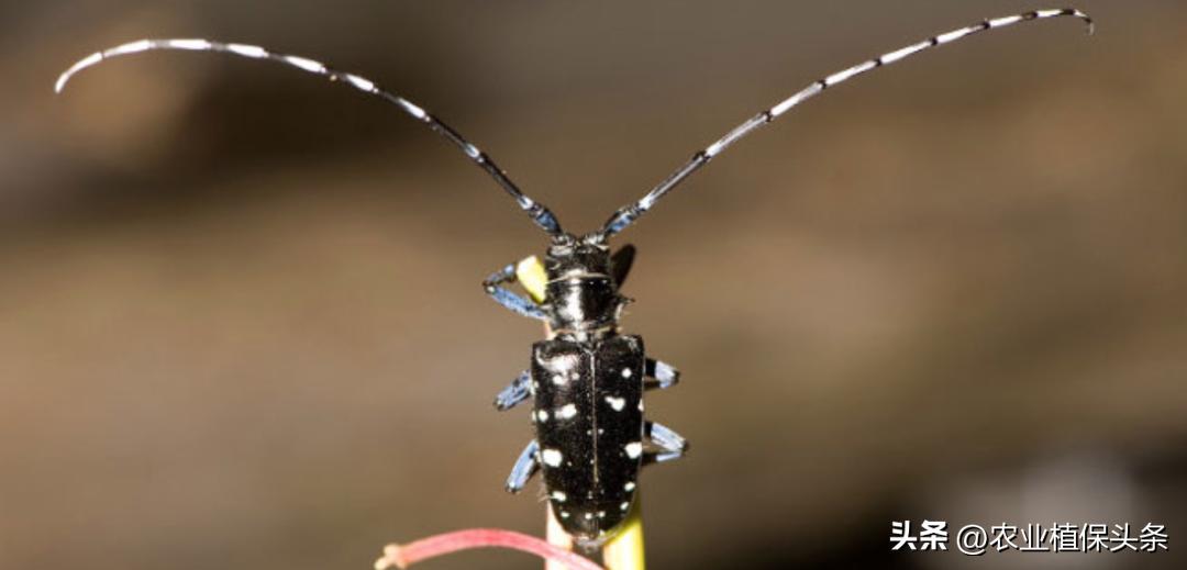 肩星天牛多少钱_肩星天牛吃什么_光肩星天牛