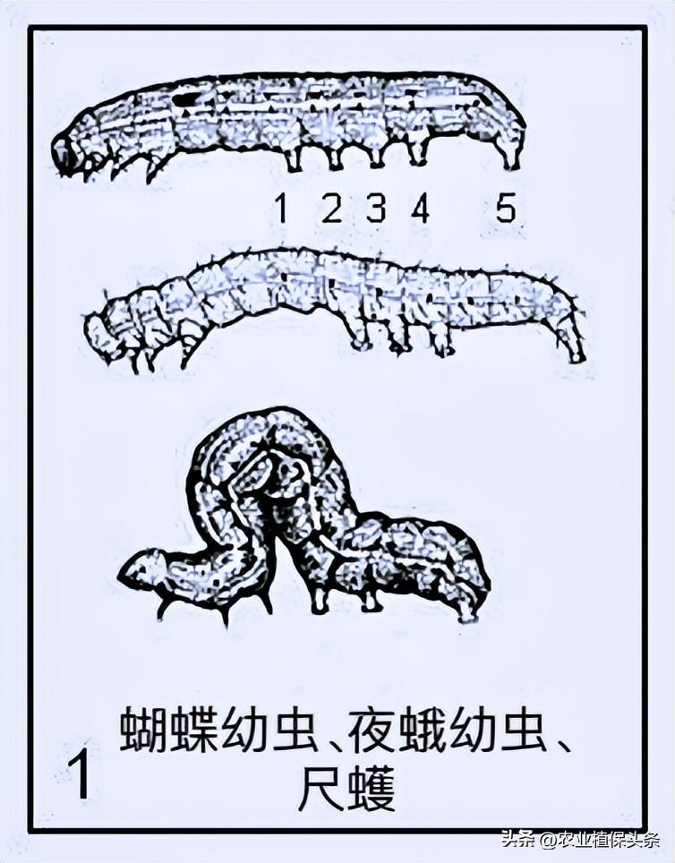 肩星天牛吃什么_光肩星天牛_肩星天牛多少钱