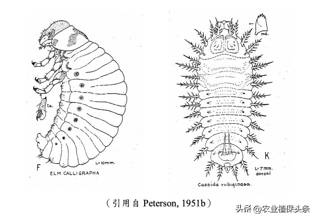 肩星天牛吃什么_光肩星天牛_肩星天牛多少钱