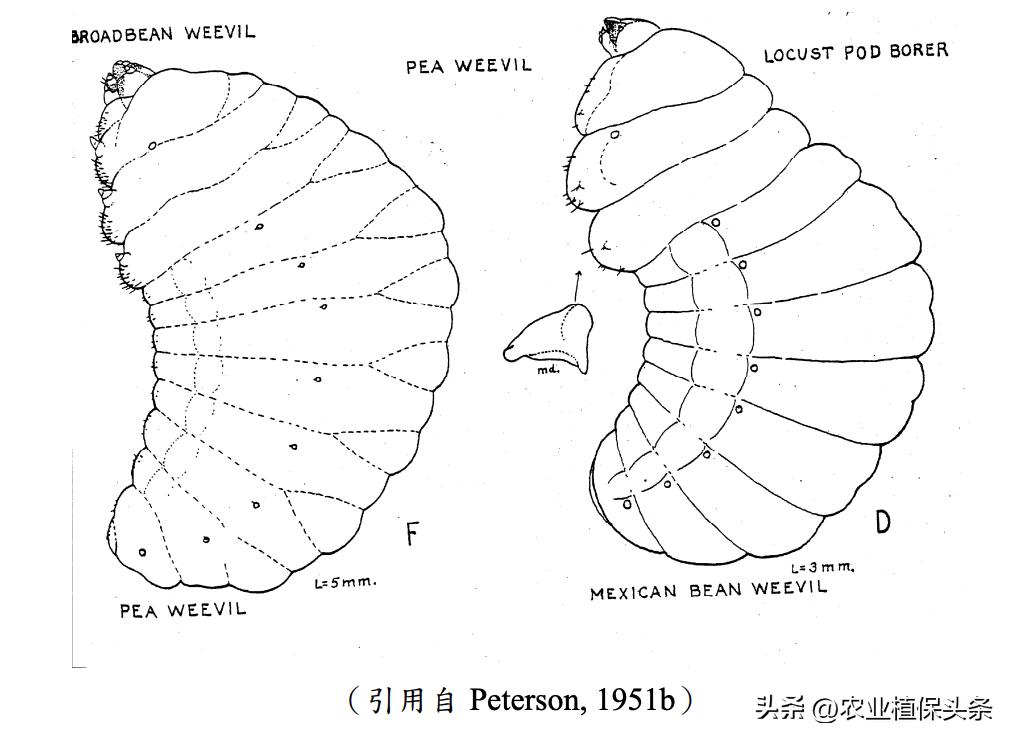 肩星天牛多少钱_光肩星天牛_肩星天牛吃什么