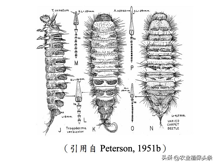 光肩星天牛_肩星天牛多少钱_肩星天牛吃什么