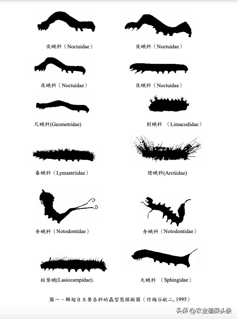 肩星天牛吃什么_肩星天牛多少钱_光肩星天牛
