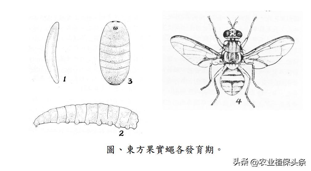 肩星天牛多少钱_肩星天牛吃什么_光肩星天牛